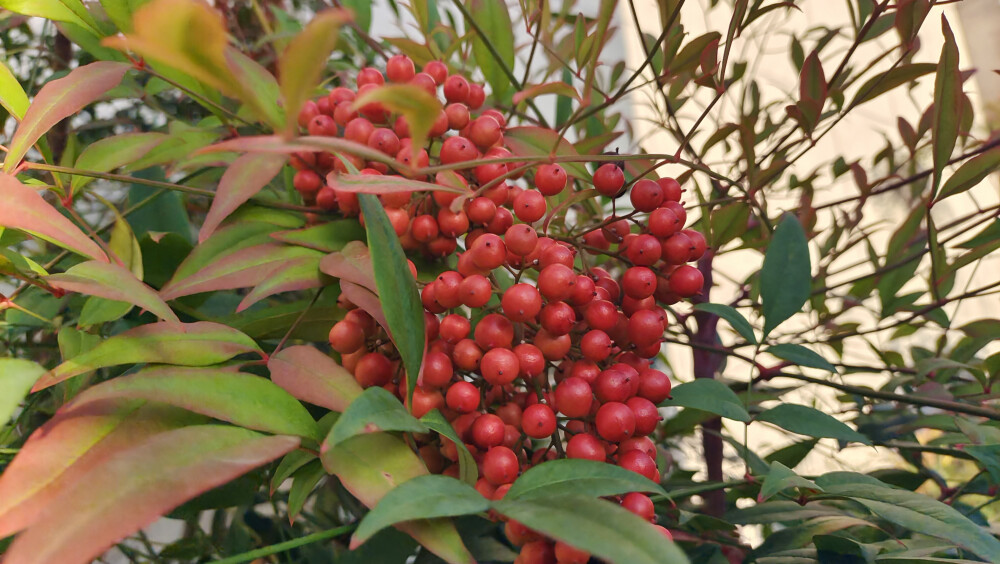 植物果实欣赏：南天竹果实红了