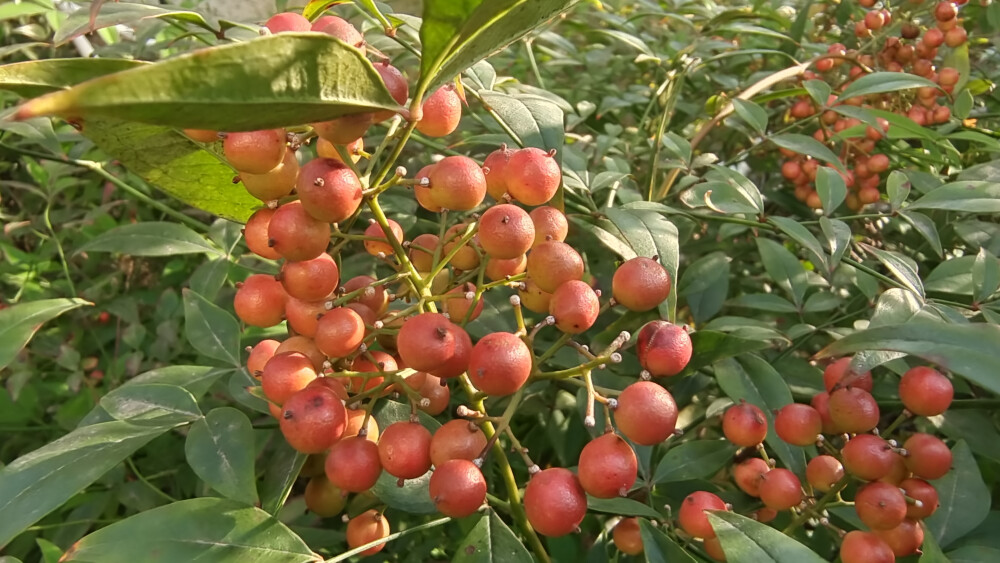 植物果实欣赏：南天竹果实红了