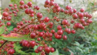 植物果实欣赏：南天竹果实红了