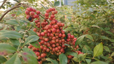 植物果实欣赏：南天竹果实红了