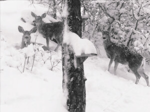 我的冬天没有雪 只有藏在冷冽寒风中的思念 如果下个冬天我们见面 你会带上一条长围巾吗