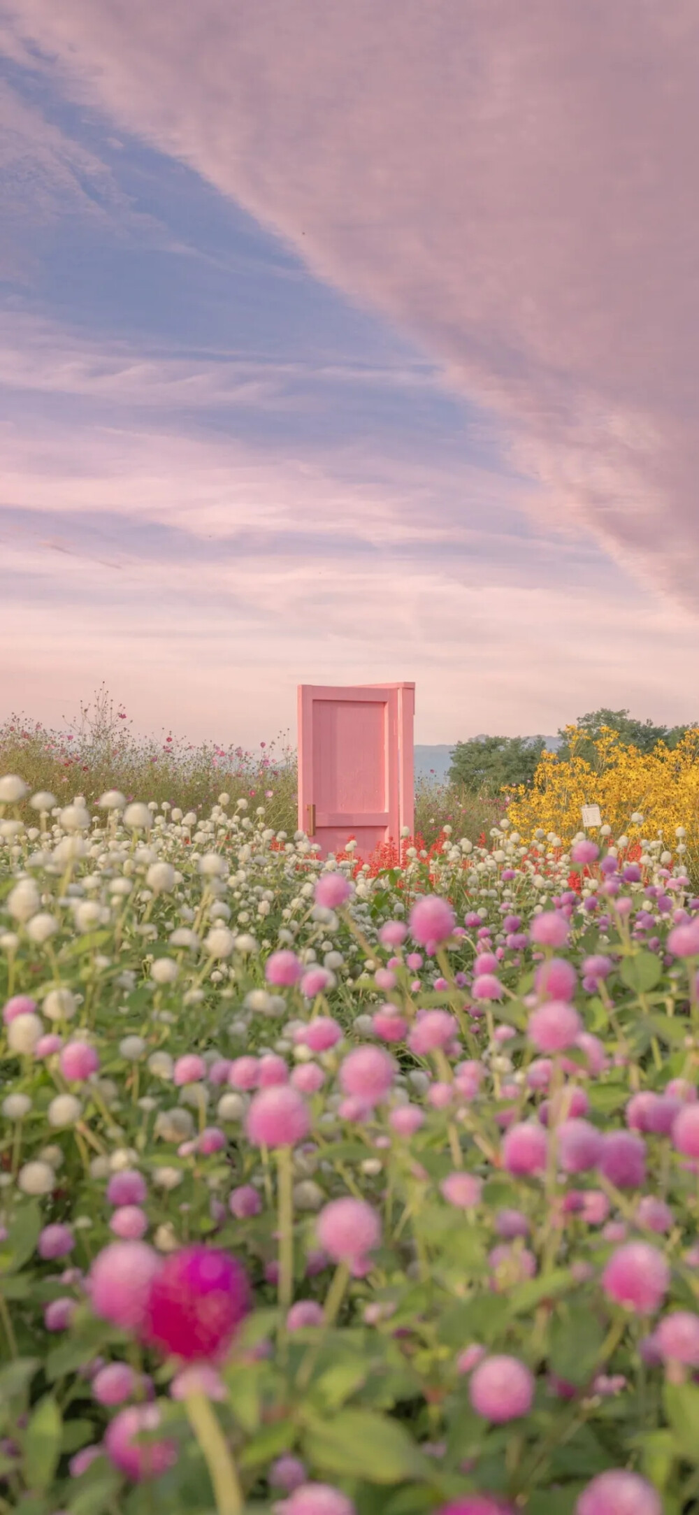 鲜花壁纸