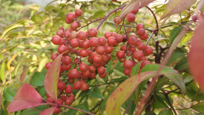 植物果实欣赏：南天竹果实红了