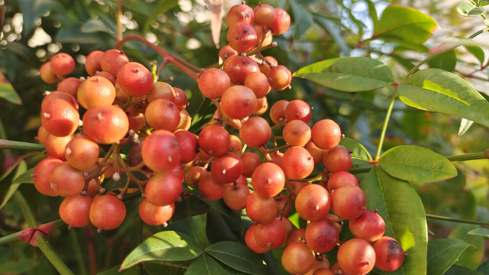 植物果实欣赏：南天竹果实红了