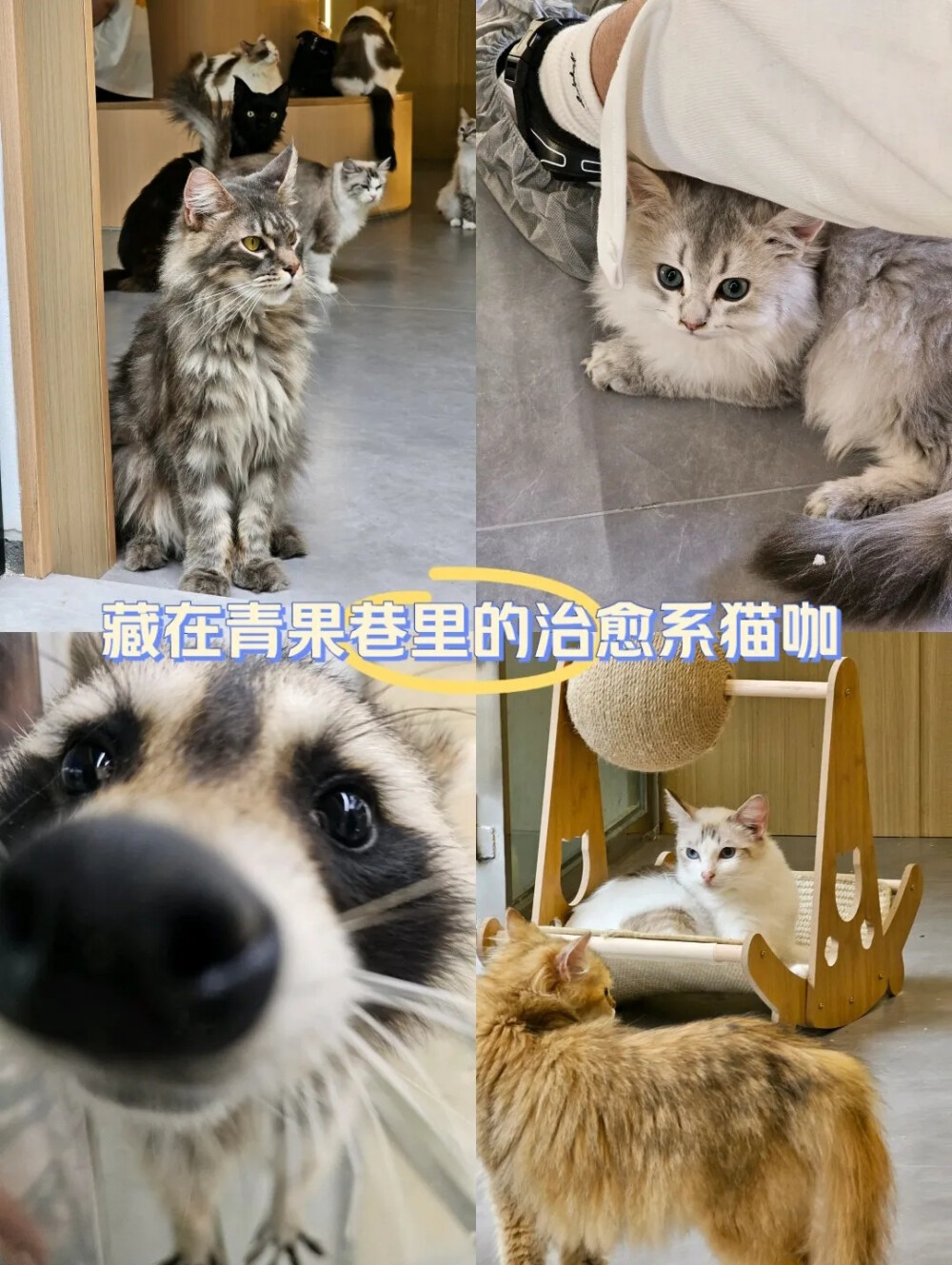 藏在青果巷里的治愈系猫咖 藏在青果巷里的治愈系猫咖 猫咪员工都超级亲人!!! 喵·宅·猫咪咖啡店(青果巷店) 营业中 12:00-22:00 无包厢 钟楼区青果巷209号#撸猫撸猫 #毛孩子可以治愈各种不快乐#常州同城 #评论区看看你们的小猫
