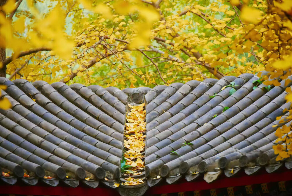 北京市中山公园2024/11/12