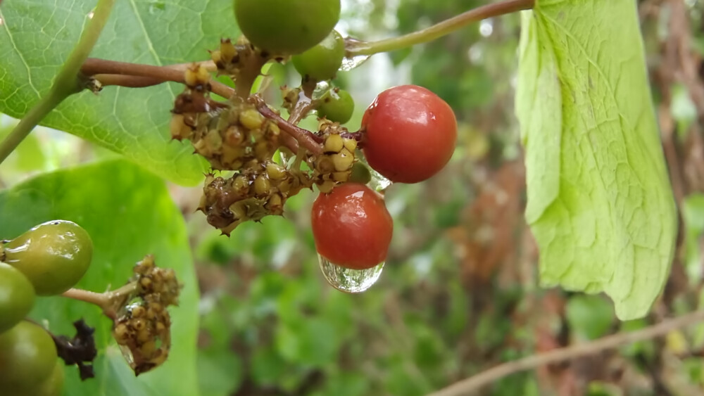 植物果实欣赏：“千金藤”果实