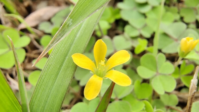 小花也可爱：“黄花酢浆草”欣赏