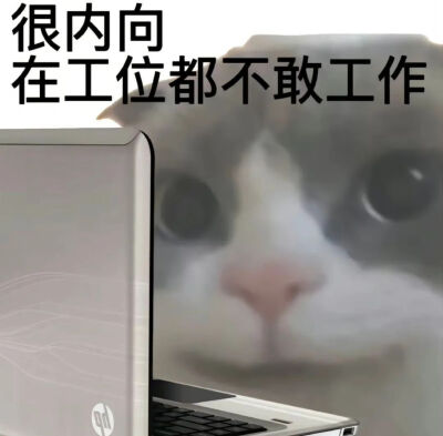 猫猫表情包