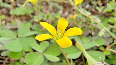 小花也可爱：“黄花酢浆草”欣赏