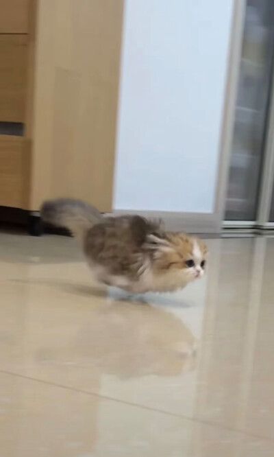 飞猫