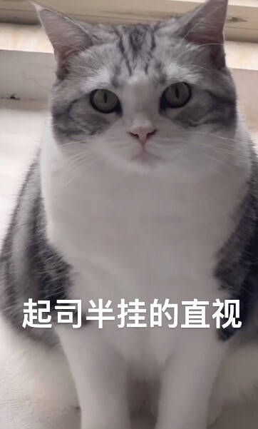 小猫猫