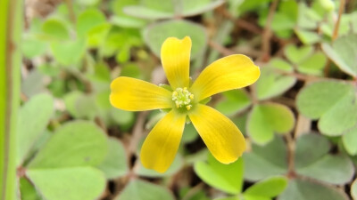 小花也可爱：“黄花酢浆草”欣赏