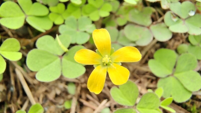 小花也可爱：“黄花酢浆草”欣赏