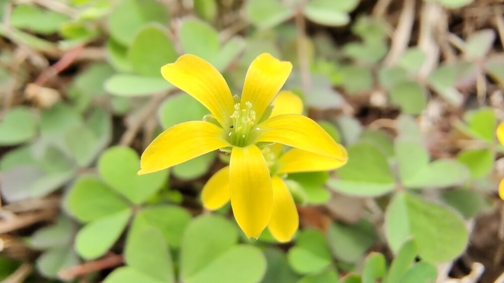 小花也可爱：“黄花酢浆草”欣赏