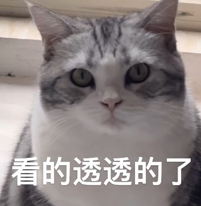 小猫猫