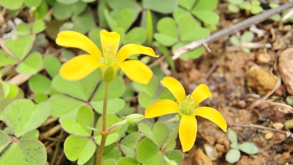 小花也可爱：“黄花酢浆草”欣赏