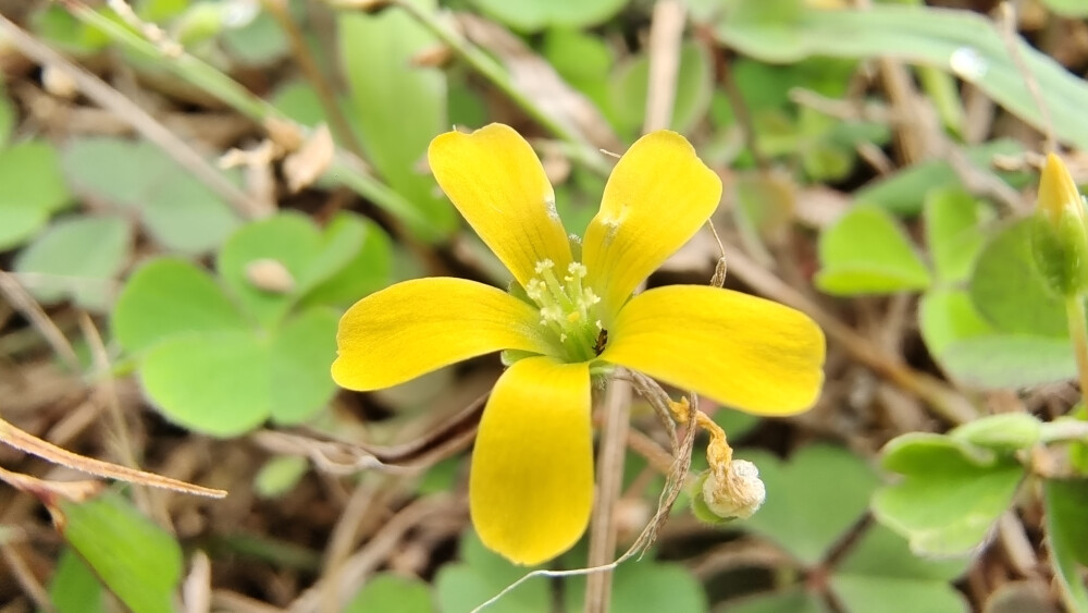 小花也可爱：“黄花酢浆草”欣赏