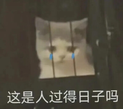 猫猫表情包