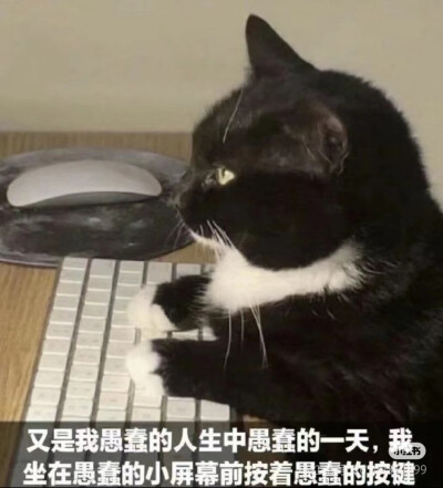 猫猫表情包