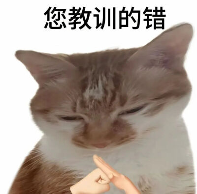 猫猫表情包