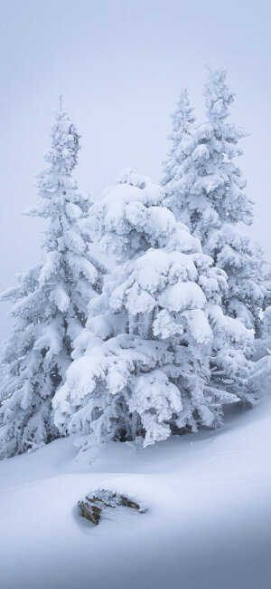 雪景壁纸