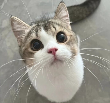猫狗可爱头像