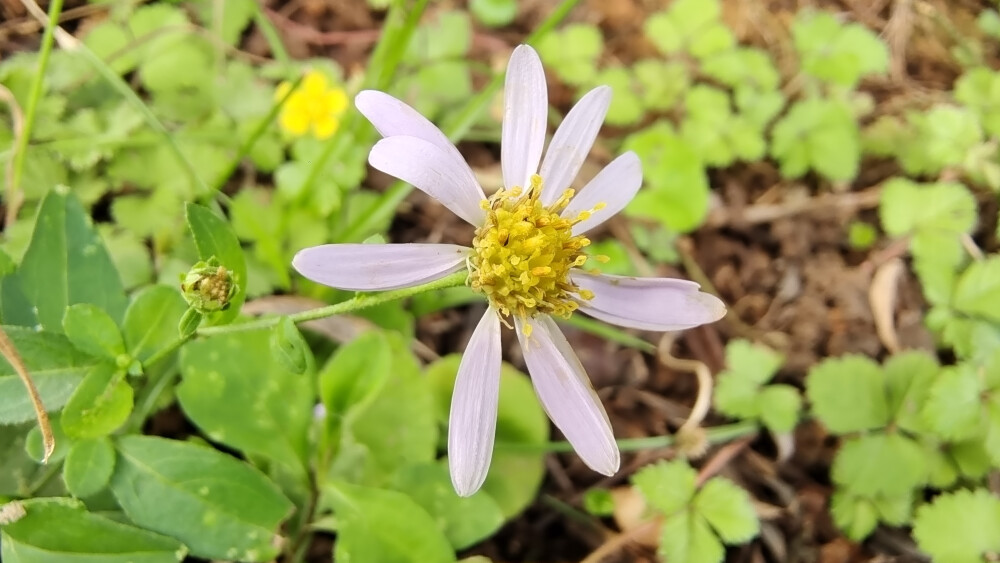 小花也可爱：“紫菀”欣赏