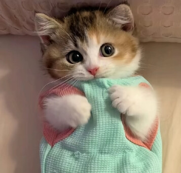 猫狗可爱头像