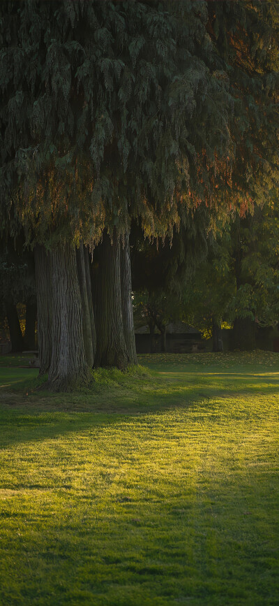 绿色系壁纸
(图源网络，侵删)