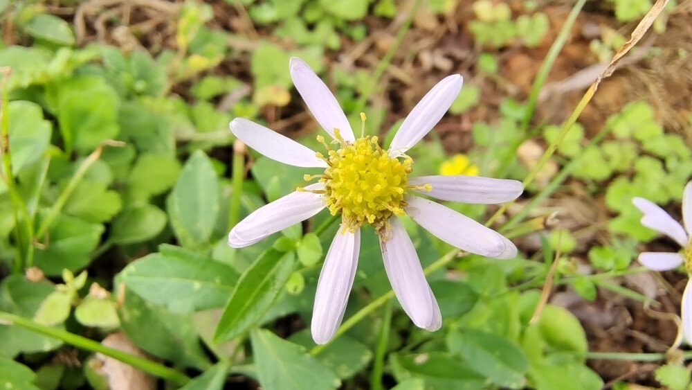 小花也可爱：“紫菀”欣赏