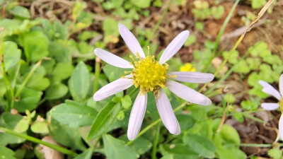 小花也可爱：“紫菀”欣赏