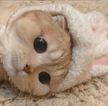 猫狗可爱头像