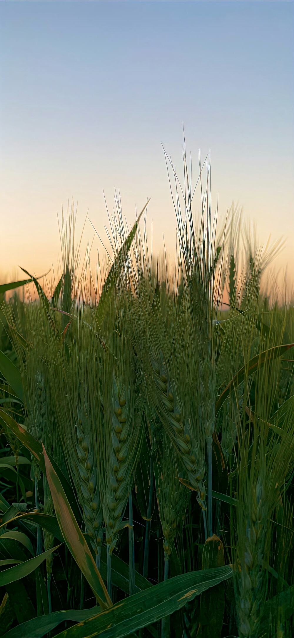 绿色系壁纸
(图源网络，侵删)