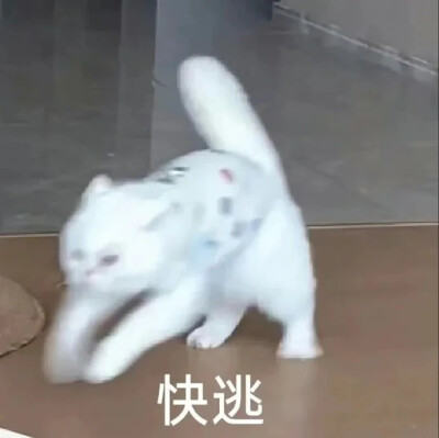 猫猫表情包