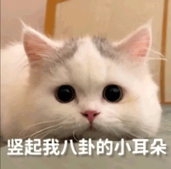 猫猫表情包