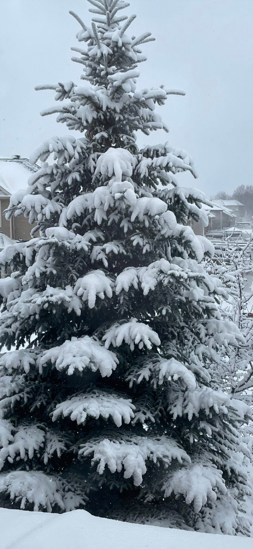 雪景壁纸