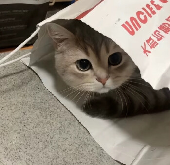 猫狗可爱头像