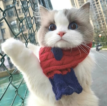 猫狗可爱头像
