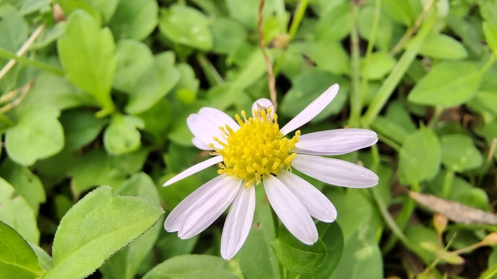 小花也可爱：“紫菀”欣赏