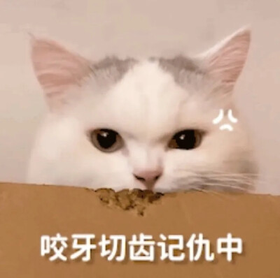 猫猫表情包