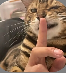 猫狗可爱头像