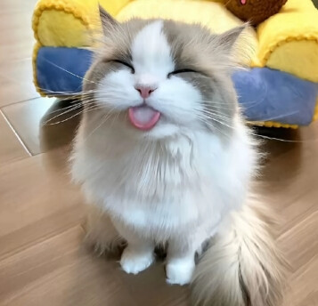 猫狗可爱头像