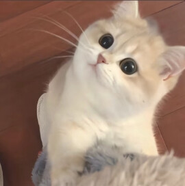 猫狗可爱头像