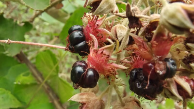 植物果实欣赏：“灰白毛莓”果实