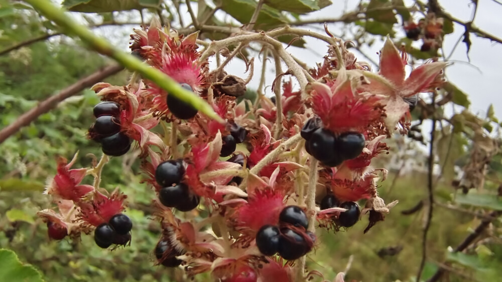 植物果实欣赏：“灰白毛莓”果实