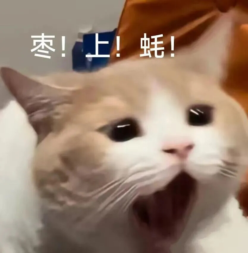 表情包 小猫