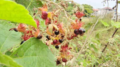 植物果实欣赏：“灰白毛莓”果实