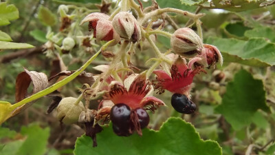 植物果实欣赏：“灰白毛莓”果实