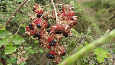 植物果实欣赏：“灰白毛莓”果实